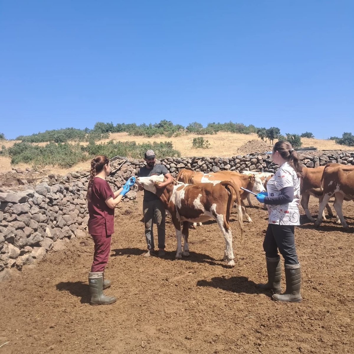 elazig-buyukbas-hayvanlara-yonelik-asilama-calismasi