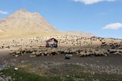 hakkaride-sap-hastaligi-karantinasi-sona-erdi