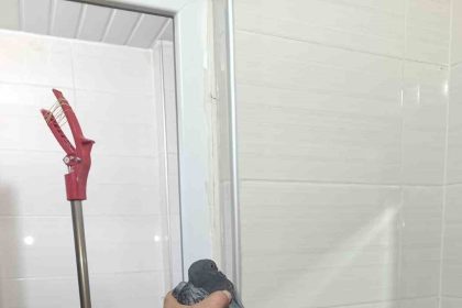 batmanda-site-bahcesinde-sikisan-guvercin-kurtarildi