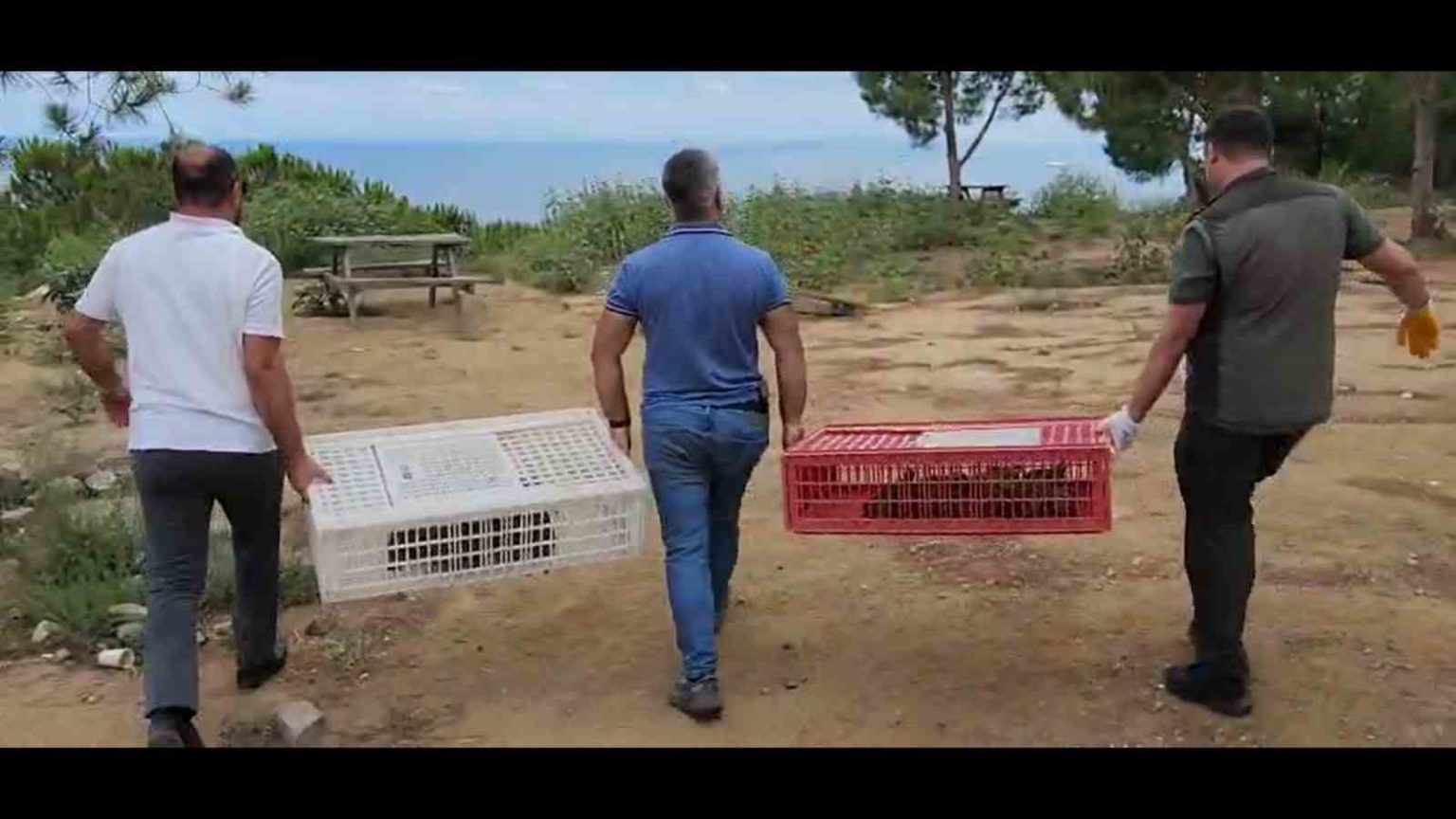 yalova-esenkoyde-100-kinali-keklik-dogaya-salindi