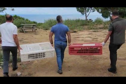 yalova-esenkoyde-100-kinali-keklik-dogaya-salindi