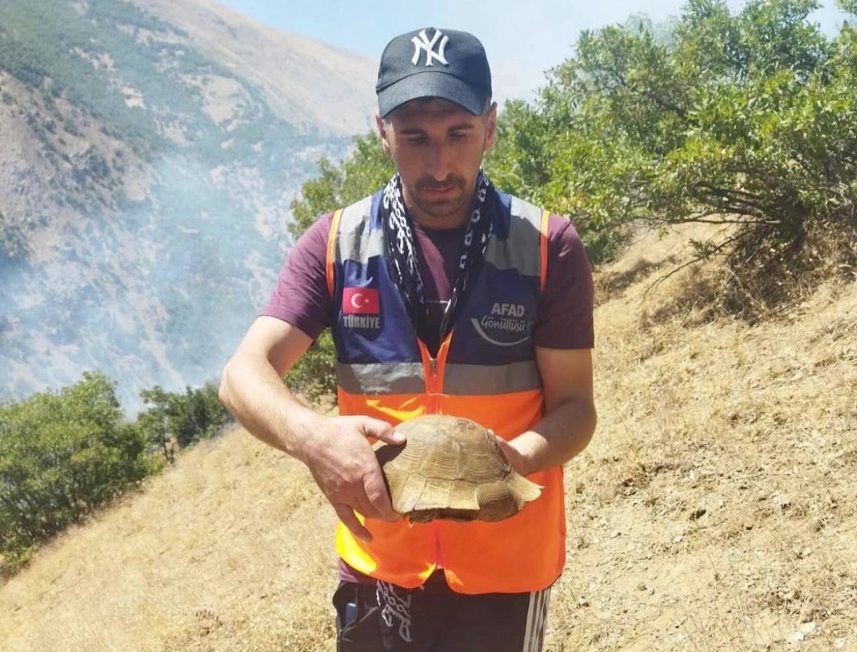 afad-gonullusu-yangin-bolgesindeki-kaplumbagayi-kurtardi