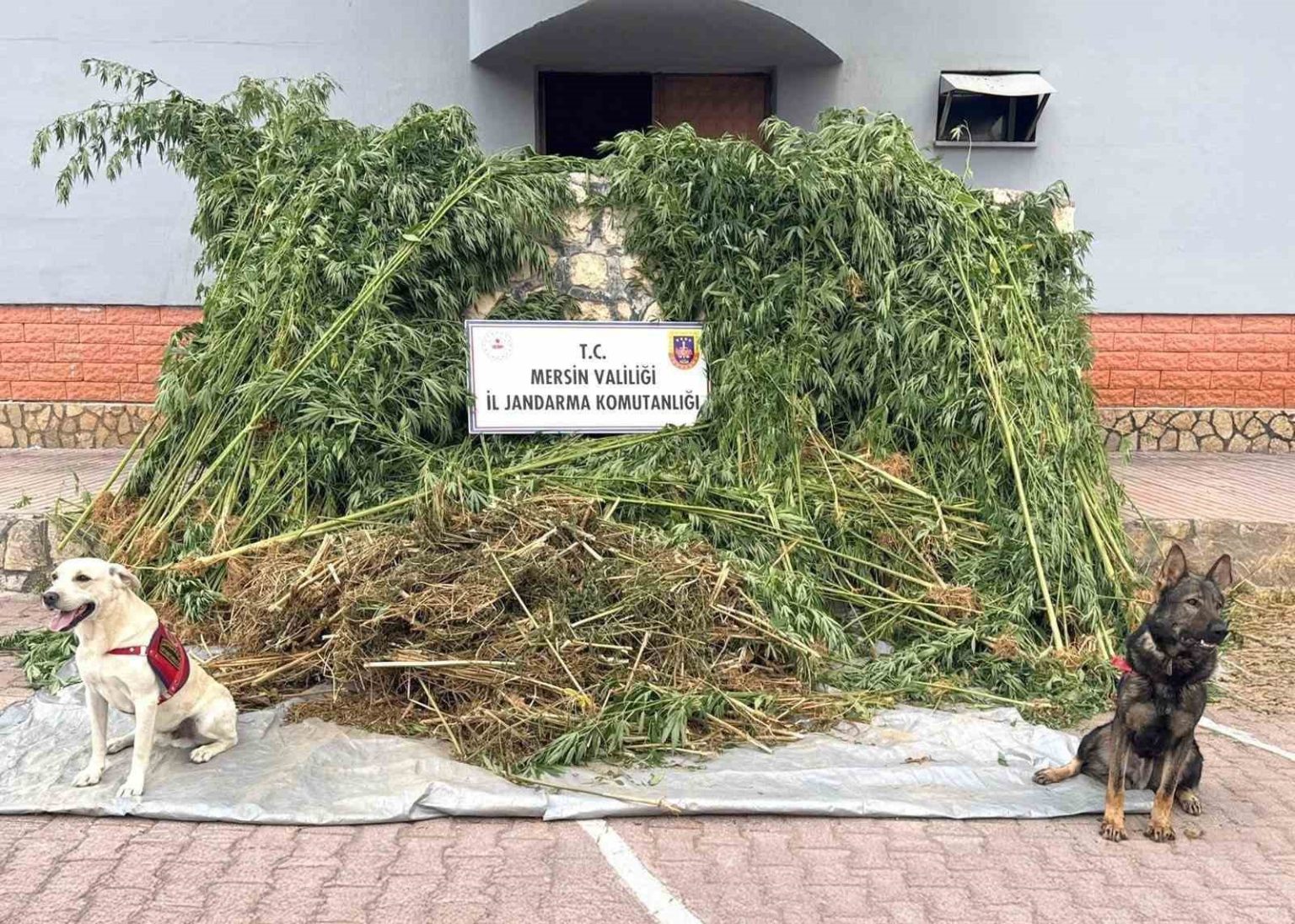 bahcesinde-kenevir-yetistiren-supheli-45-kilo-esrarla-yakalandi