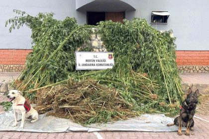 bahcesinde-kenevir-yetistiren-supheli-45-kilo-esrarla-yakalandi