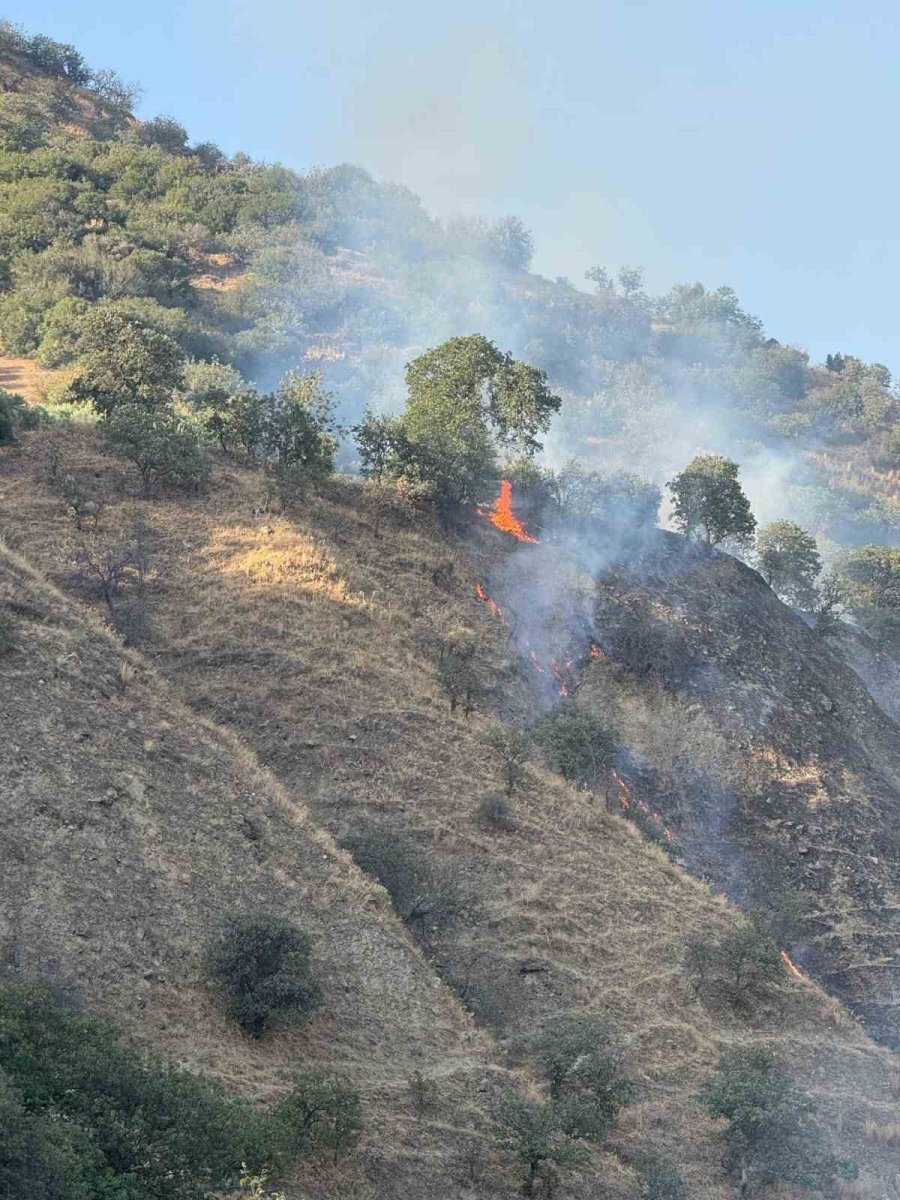 buharkentte-orman-yangini