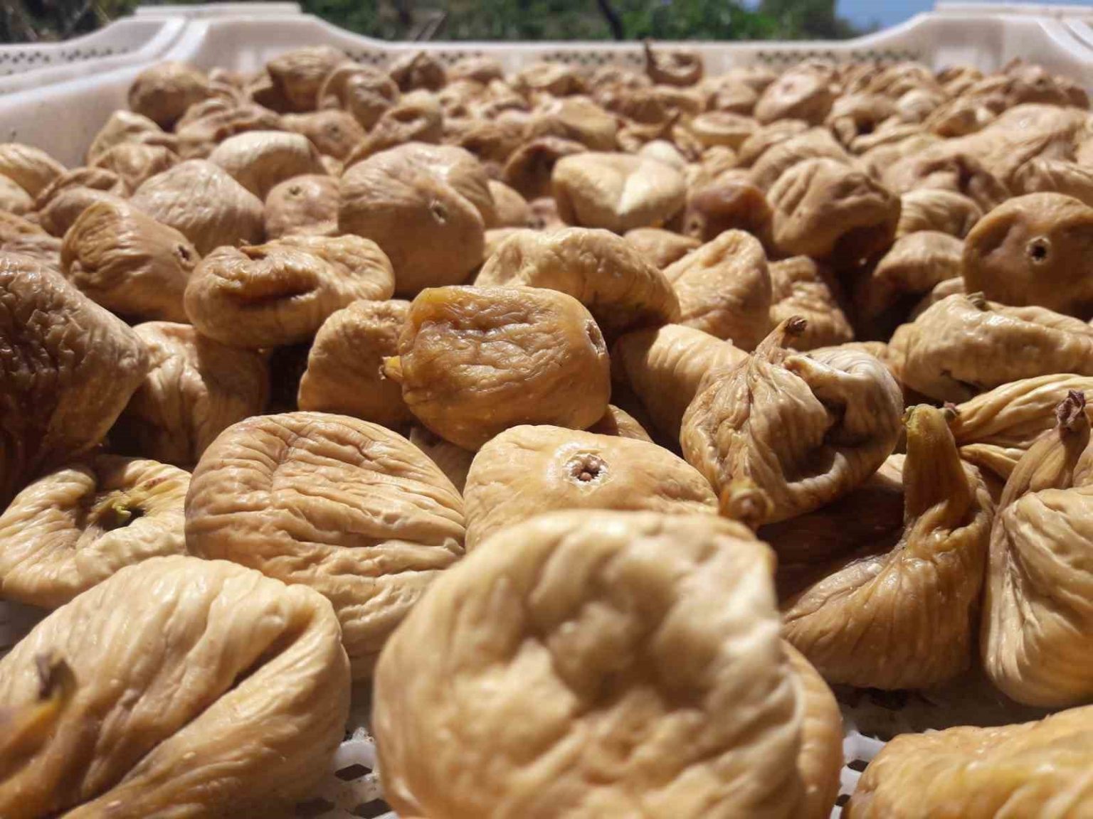 kuru-incir-uretiminde-aflatoksinle-mucadele-icin-ureticilere-19-bin-kerevet-dagitildi