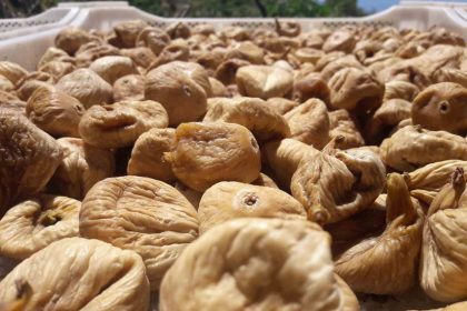 kuru-incir-uretiminde-aflatoksinle-mucadele-icin-ureticilere-19-bin-kerevet-dagitildi