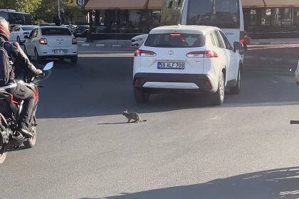 yavru-kedi-trafikte-suruculere-zor-anlar-yasatti