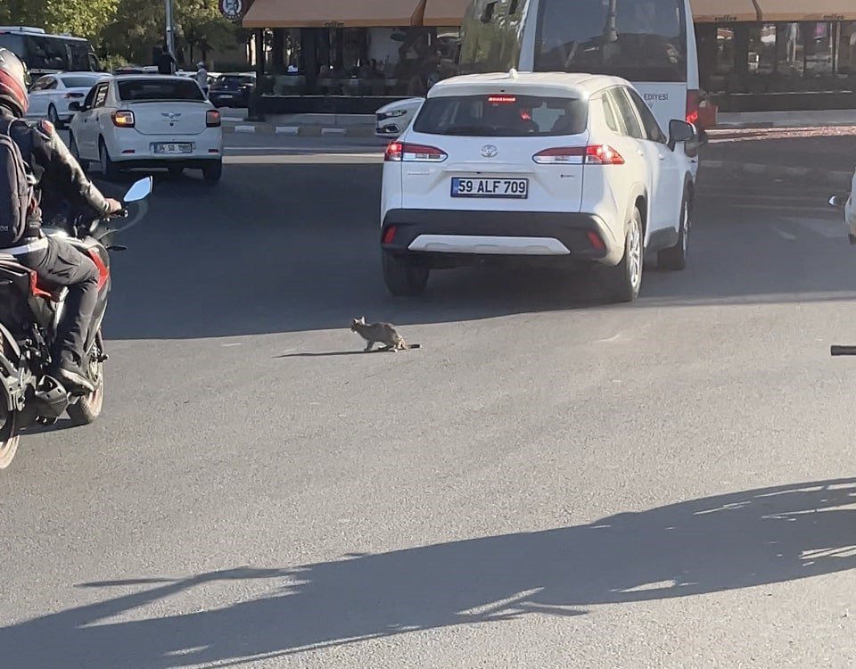 yavru-kedi-trafikte-suruculere-zor-anlar-yasatti