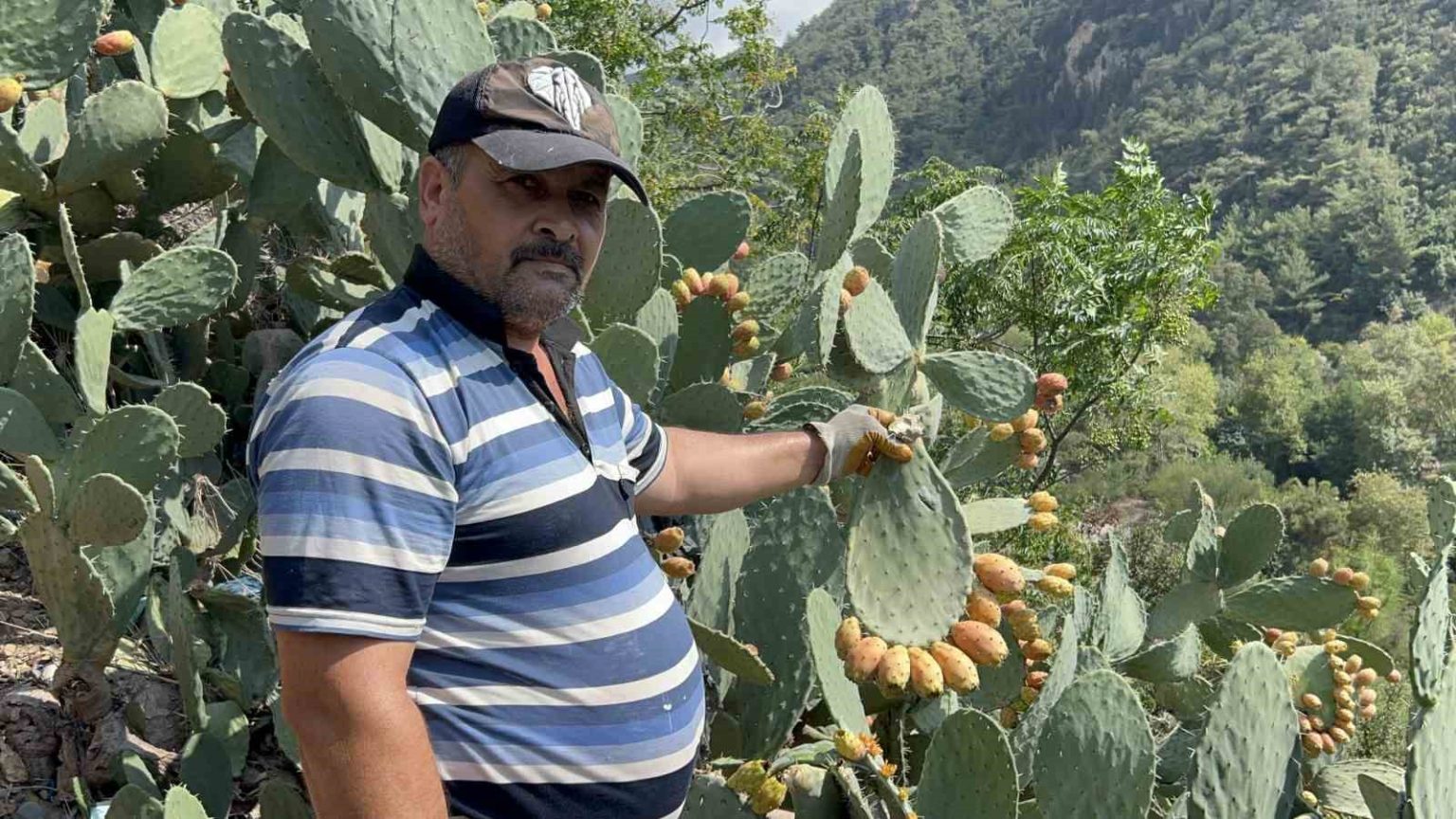 ucurum-kenarinda-yetisen-dikenli-incir-lezzetiyle-zahmetinin-onune-geciyor