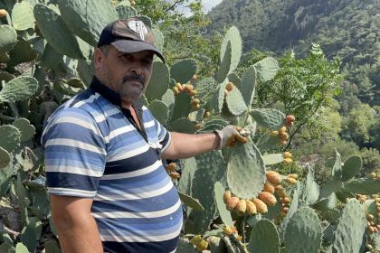 ucurum-kenarinda-yetisen-dikenli-incir-lezzetiyle-zahmetinin-onune-geciyor