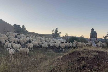 erzincanda-koyun-surusu-ayi-ve-kurtlarin-saldirisina-ugradi