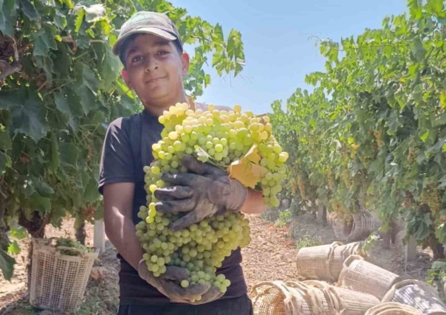 manisada-7-kilo-250-gramlik-uzum-salkimi