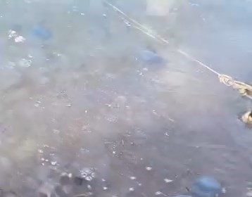 mavi-denizanalari-gemlik-sahilini-sardi