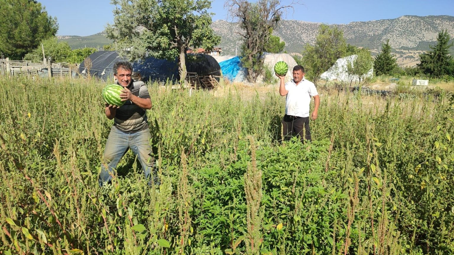 tarladan-kendi-toplayana-karpuz-bedava