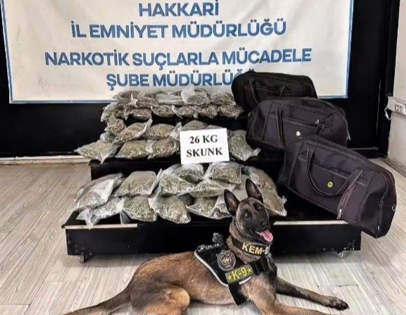 hakkaride-kamyonette-26-kilogram-skunk-ele-gecirildi-1-supheli-tutuklandi