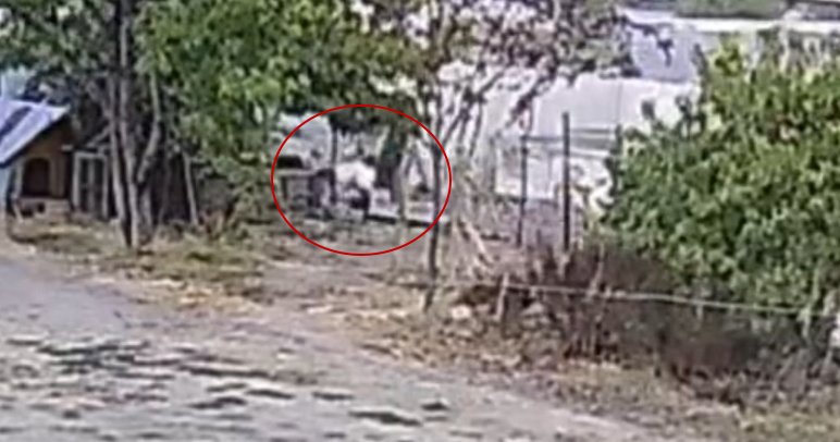 bahceye-giren-kopekler-20-tavugu-telef-etti
