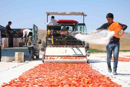 dunya-sofralarini-susleyen-domateste-315-ton-rekolte-bekleniyor