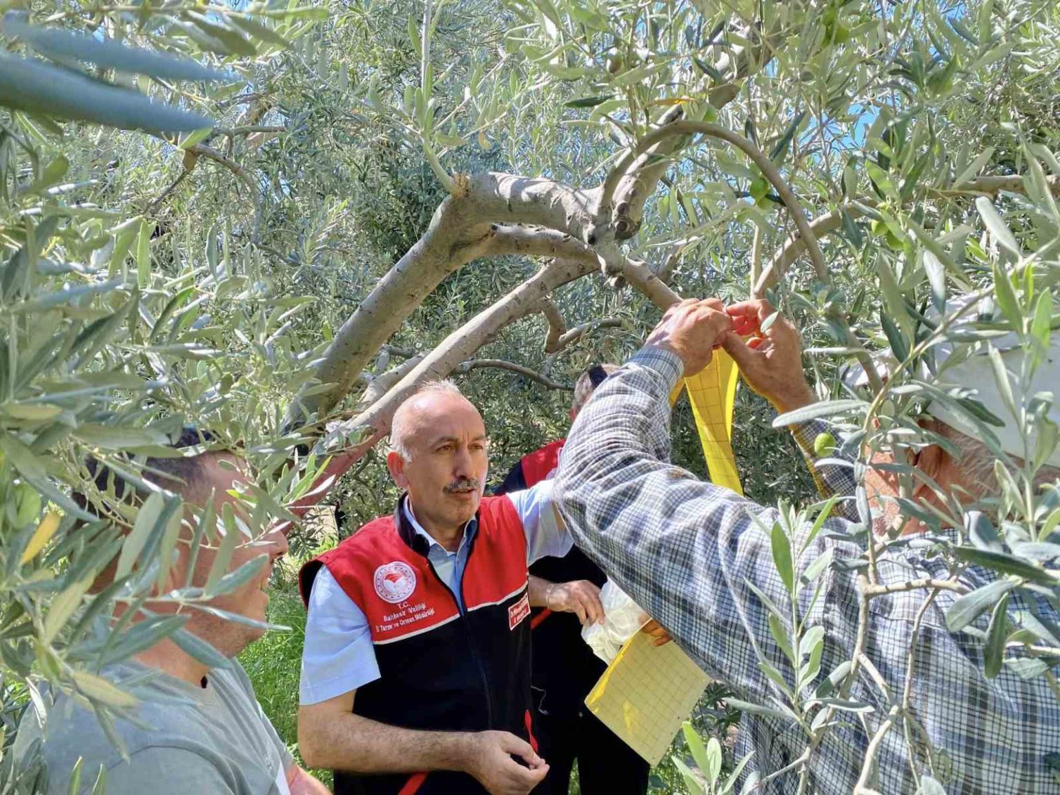 feromon-tuzaklarla-zeytin-sinegiyle-mucadele-basladi