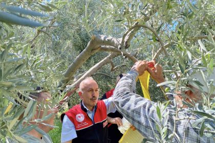 feromon-tuzaklarla-zeytin-sinegiyle-mucadele-basladi
