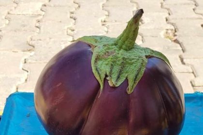 karpuz-gibi-patlican