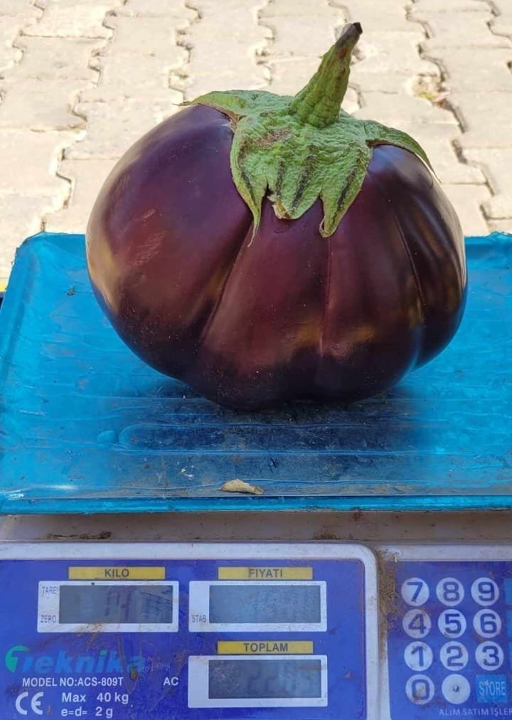 karpuz-gibi-patlican