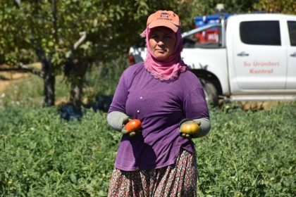 kuyucakta-toprakla-bulusturulan-220-bin-domates-fidesinde-hasat-yapildi