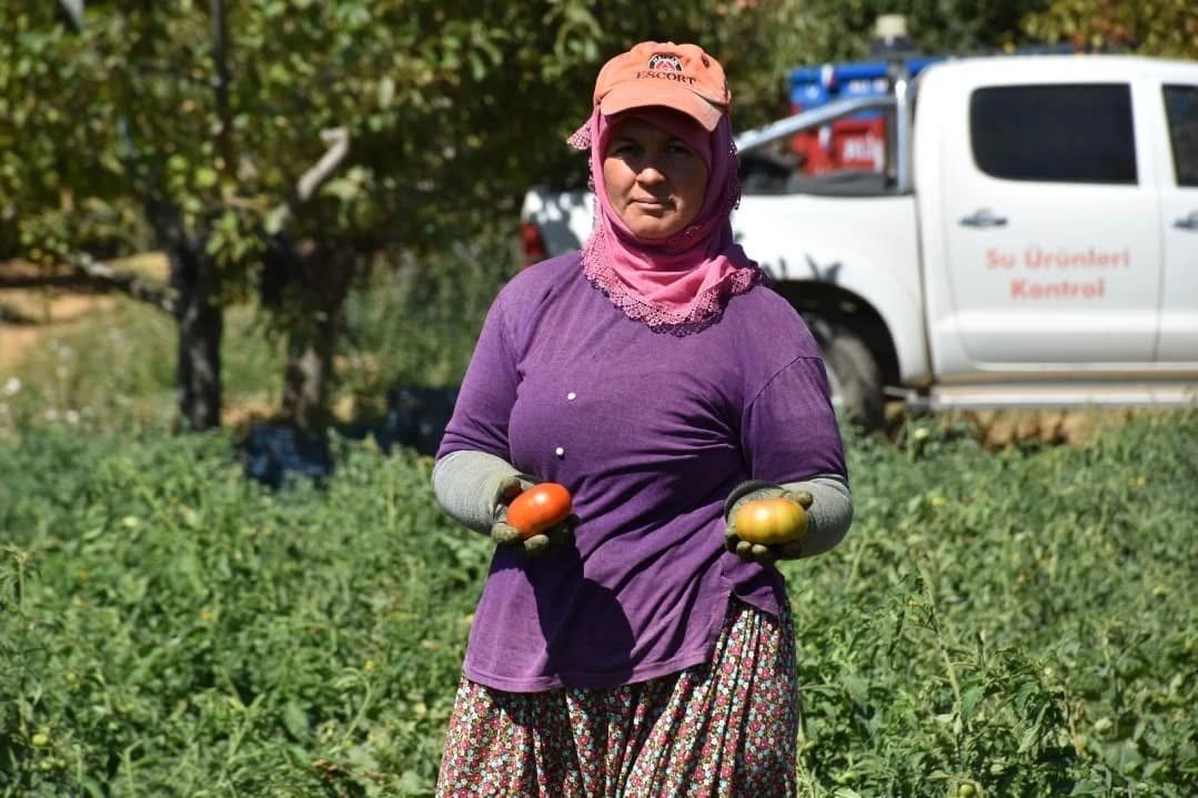 kuyucakta-toprakla-bulusturulan-220-bin-domates-fidesinde-hasat-yapildi