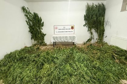 sanliurfada-2-kilo-esrar-ile-555-kok-kenevir-ele-gecirildi-3-gozalti