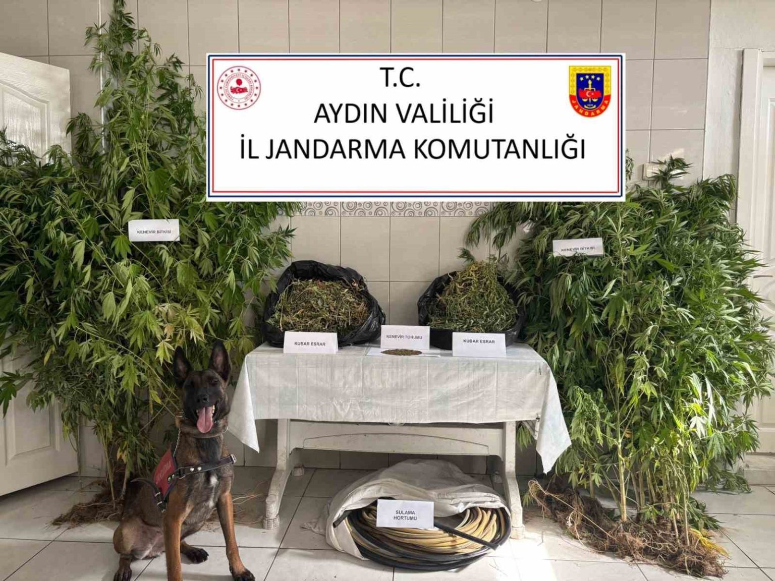 bozdoganda-uyusturucu-operasyonu-ormanlik-alanda-kenevir-yetistirmis