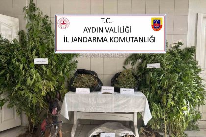 bozdoganda-uyusturucu-operasyonu-ormanlik-alanda-kenevir-yetistirmis