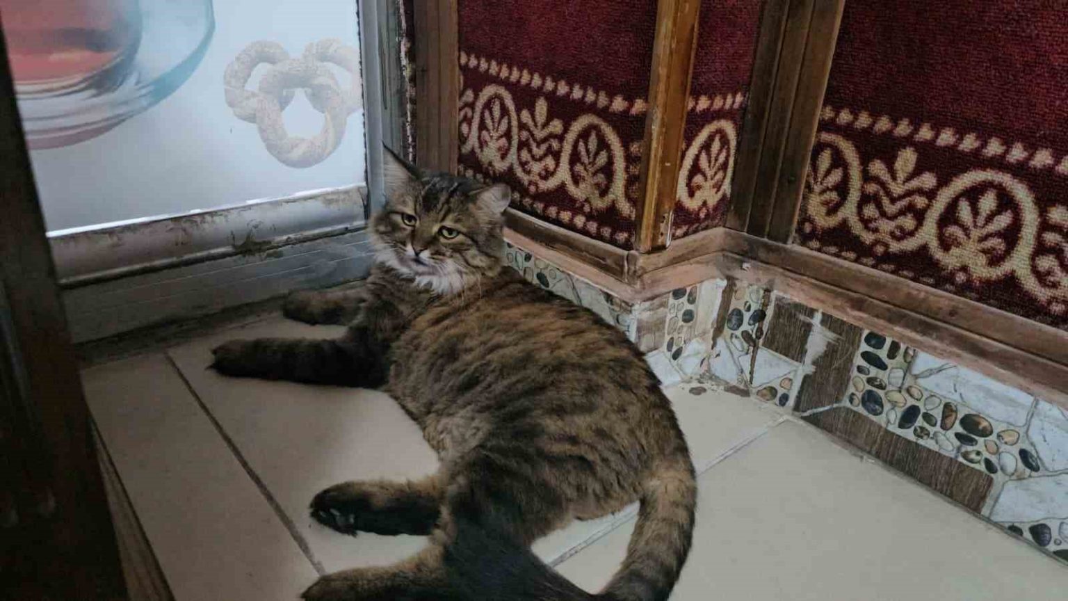elazigda-cay-ocagini-4-yildir-mesken-tutan-bidik-mahallenin-maskotu-oldu