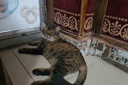 elazigda-cay-ocagini-4-yildir-mesken-tutan-bidik-mahallenin-maskotu-oldu