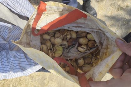 incir-hirsizi-yakalandi