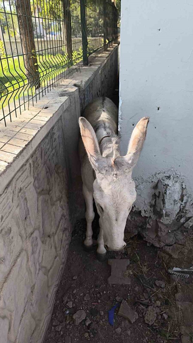 batmanda-iki-duvar-arasina-sikisan-esek-kurtarildi