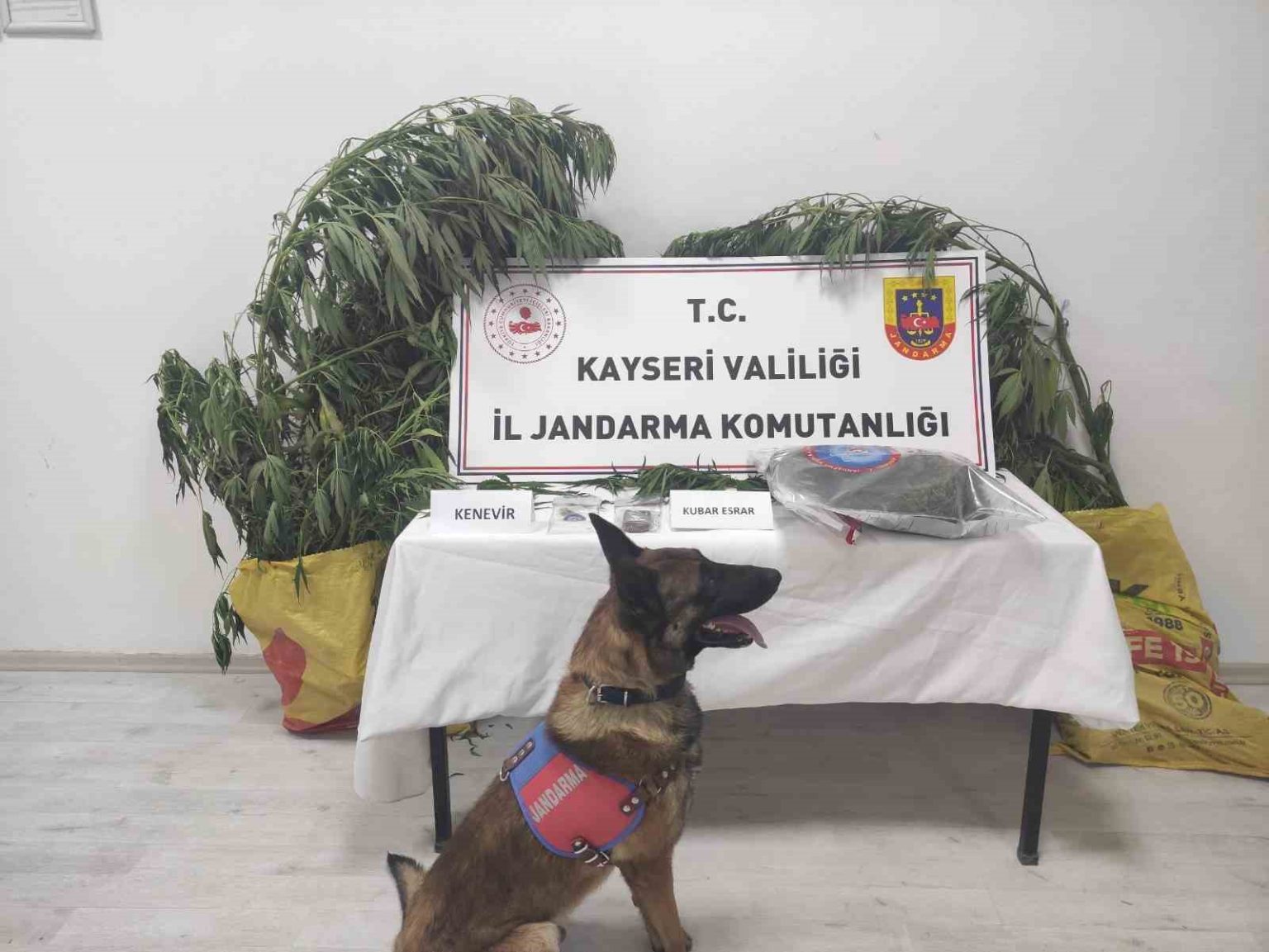 kayseride-7-kok-kenevir-ele-gecirildi-1-gozalti