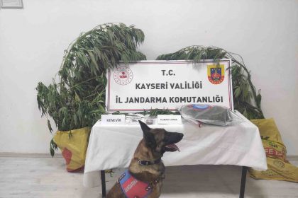 kayseride-7-kok-kenevir-ele-gecirildi-1-gozalti