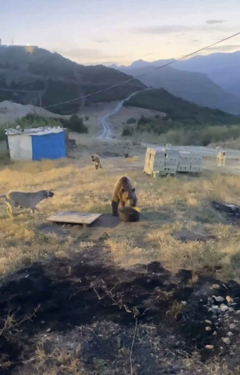 tuncelide-karakolun-davetsiz-misafiri-bozayi