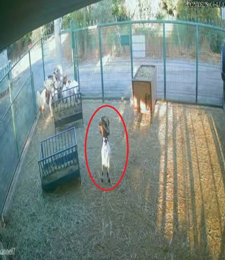 yerdeki-poseti-basina-geciren-cuce-keci-diger-kecilerin-kabusu-oldu