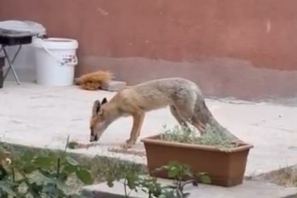 evin-bahcesinde-tilki-besliyor
