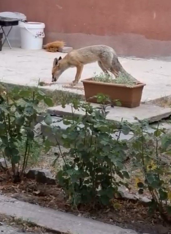 evin-bahcesinde-tilki-besliyor