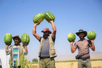 musta-karpuz-hasadindan-2-milyar-liralik-gelir-bekleniyor