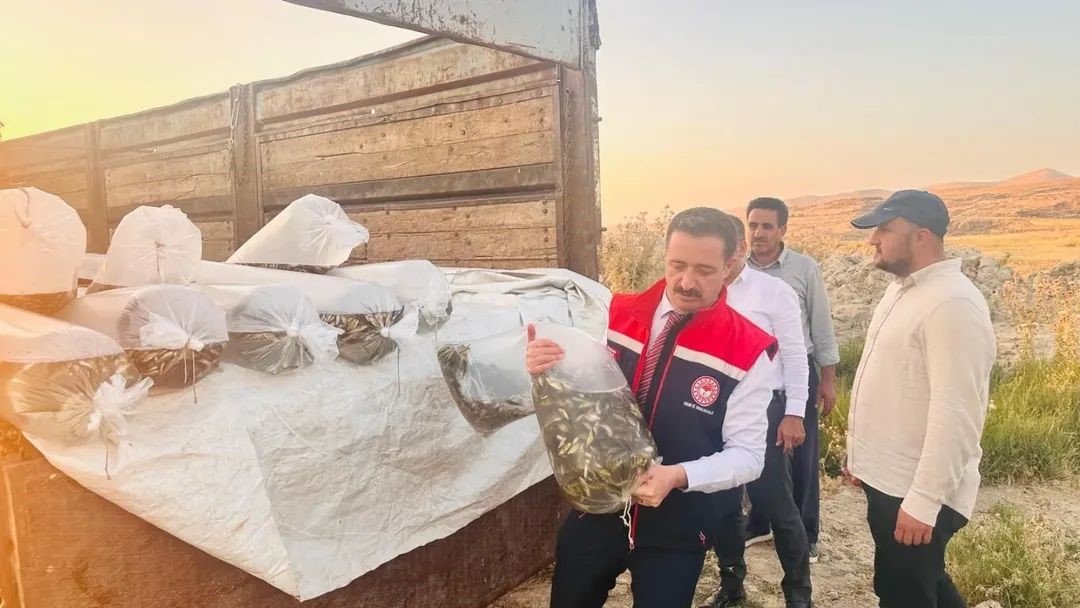 bitliste-aygir-ve-nazik-gollerine-3-milyon-895-bin-sazan-baligi-yavrusu-birakildi