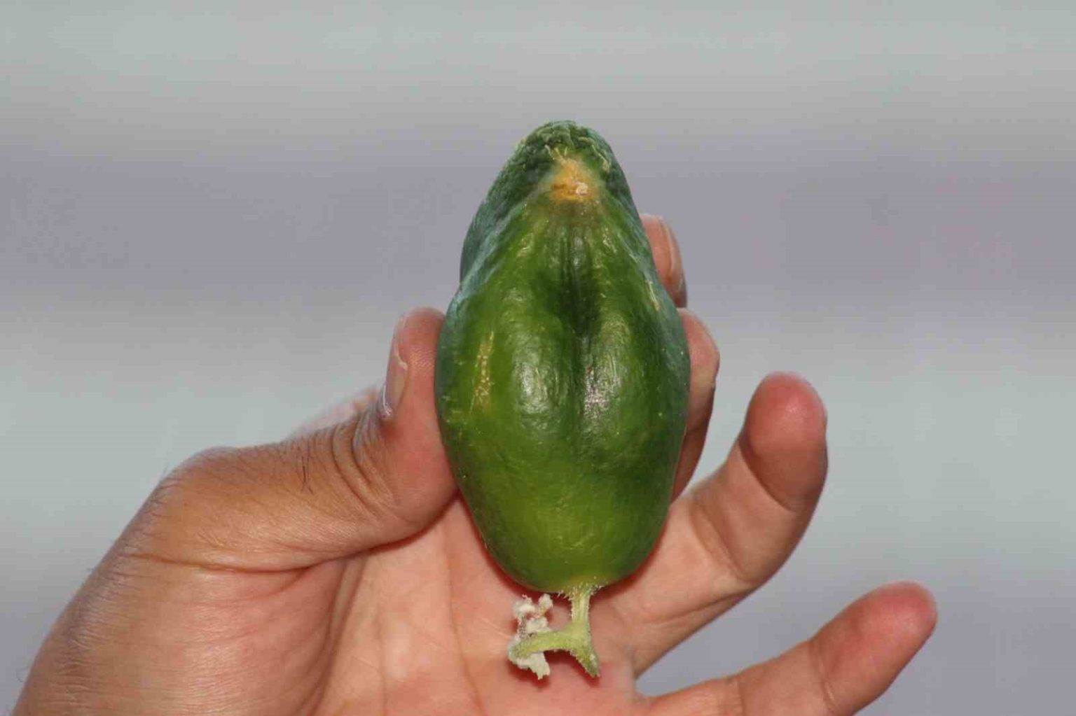 kus-cennetinde-salatalik-da-kusa-benzedi
