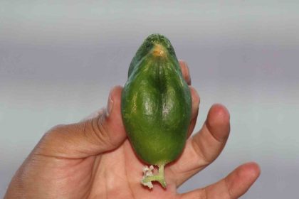 kus-cennetinde-salatalik-da-kusa-benzedi