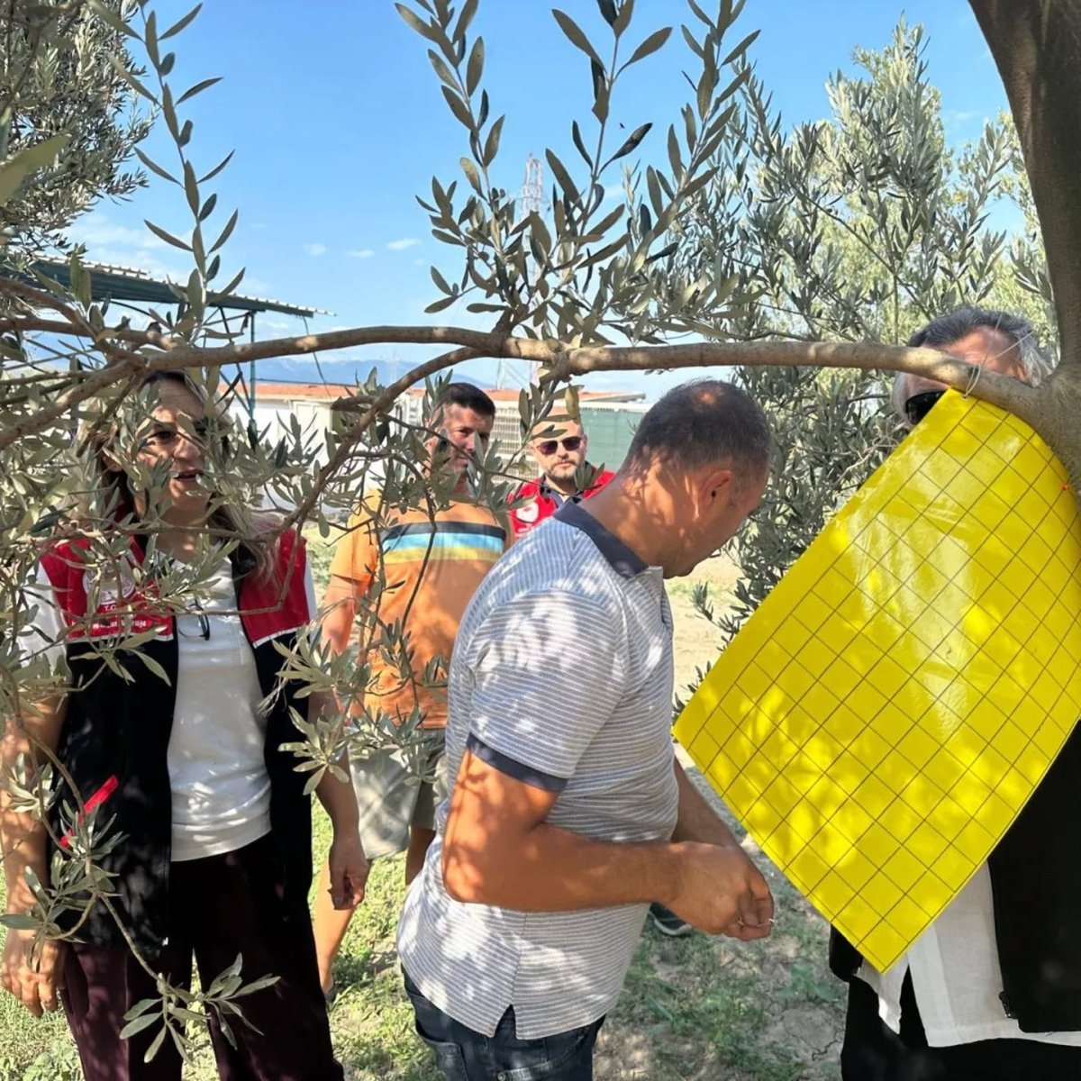zeytin-ureticilerine-zeytin-sinegiyle-mucadele-icin-tuzak-dagitildi