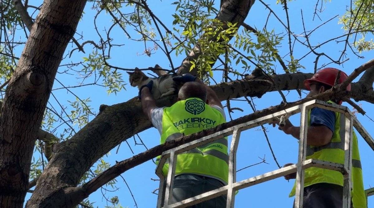 agacta-3-gundur-mahsur-kalan-kedi-kurtarildi