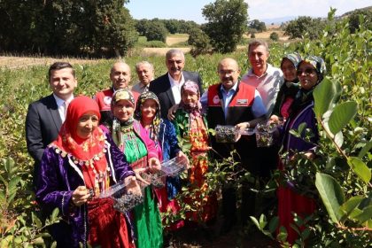 balikesirde-ilk-aronya-hasadi