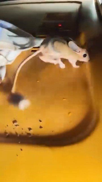 elazigda-nesli-tukenmekte-olan-arap-tavsani-goruldu