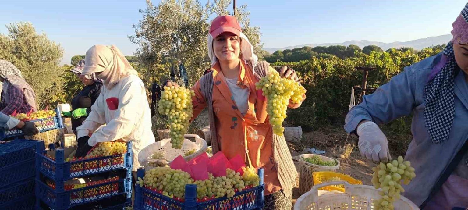 sarigolde-hayat-uzumle-donuyor